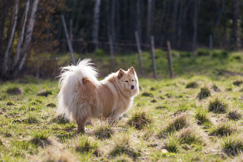 Stabyhoun, Kooikerhondje, Finnish Lapphund, Norwegian Lundehund, Otterhound , Beauceron, Bedlington Terrier, Biewer Terrier, Canaan Dog, Xoloitzcuintli, Cesky Terrier , Dandie Dinmont Terrier , English Foxhound, Estrela Mountain Dog , Finnish Spitz, Hovawart