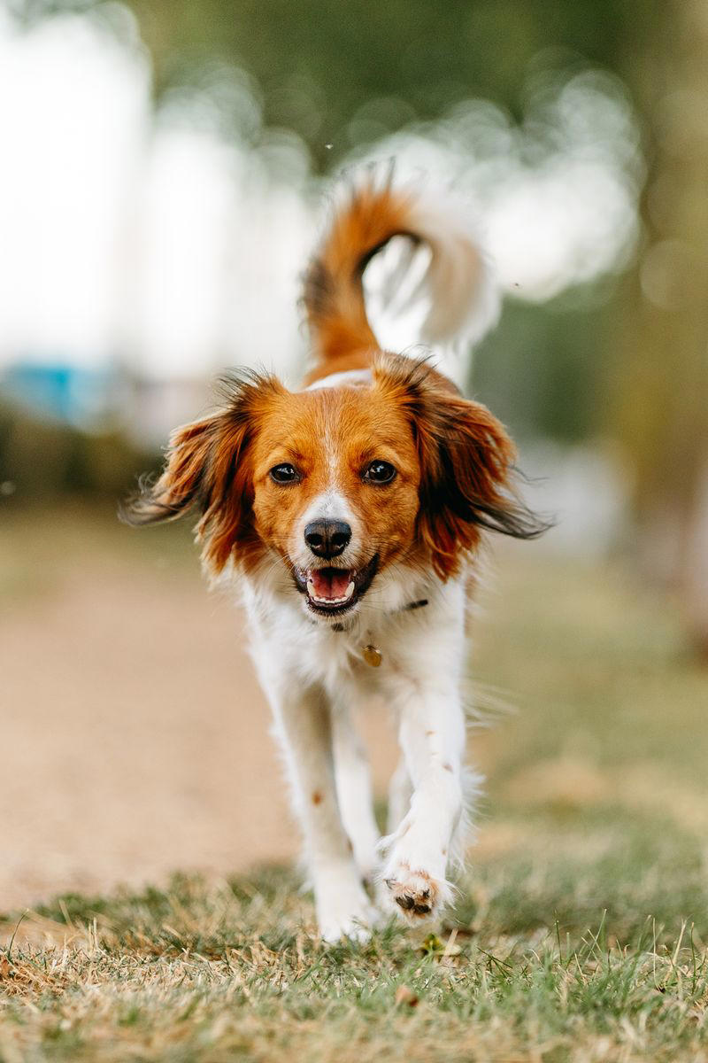Stabyhoun, Kooikerhondje, Finnish Lapphund, Norwegian Lundehund, Otterhound , Beauceron, Bedlington Terrier, Biewer Terrier, Canaan Dog, Xoloitzcuintli, Cesky Terrier , Dandie Dinmont Terrier , English Foxhound, Estrela Mountain Dog , Finnish Spitz, Hovawart