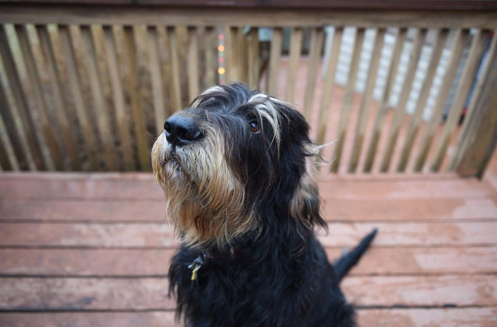 Stabyhoun, Kooikerhondje, Finnish Lapphund, Norwegian Lundehund, Otterhound , Beauceron, Bedlington Terrier, Biewer Terrier, Canaan Dog, Xoloitzcuintli, Cesky Terrier , Dandie Dinmont Terrier , English Foxhound, Estrela Mountain Dog , Finnish Spitz, Hovawart