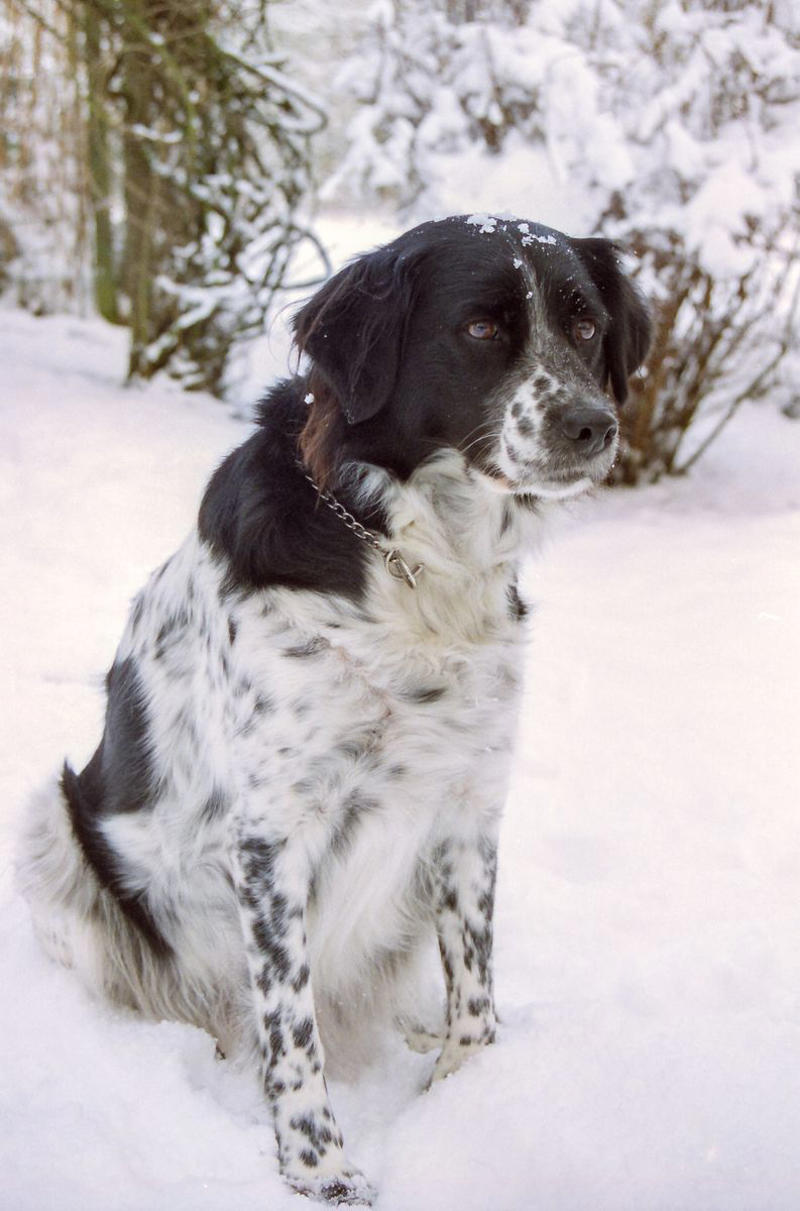 Stabyhoun, Kooikerhondje, Finnish Lapphund, Norwegian Lundehund, Otterhound , Beauceron, Bedlington Terrier, Biewer Terrier, Canaan Dog, Xoloitzcuintli, Cesky Terrier , Dandie Dinmont Terrier , English Foxhound, Estrela Mountain Dog , Finnish Spitz, Hovawart