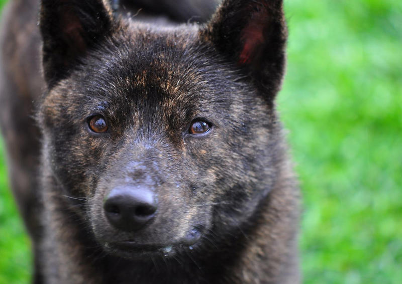 Stabyhoun, Kooikerhondje, Finnish Lapphund, Norwegian Lundehund, Otterhound , Beauceron, Bedlington Terrier, Biewer Terrier, Canaan Dog, Xoloitzcuintli, Cesky Terrier , Dandie Dinmont Terrier , English Foxhound, Estrela Mountain Dog , Finnish Spitz, Hovawart