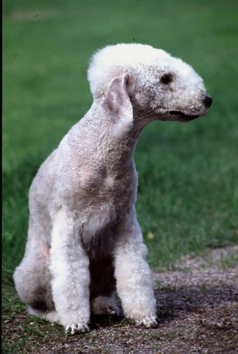 Stabyhoun, Kooikerhondje, Finnish Lapphund, Norwegian Lundehund, Otterhound , Beauceron, Bedlington Terrier, Biewer Terrier, Canaan Dog, Xoloitzcuintli, Cesky Terrier , Dandie Dinmont Terrier , English Foxhound, Estrela Mountain Dog , Finnish Spitz, Hovawart