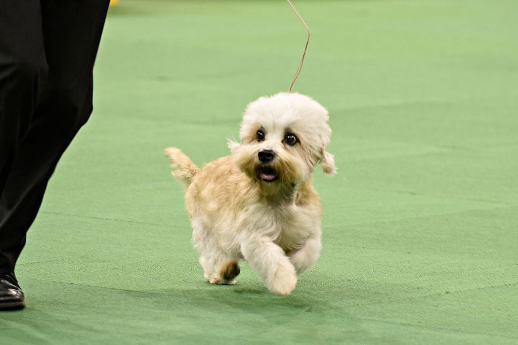 Stabyhoun, Kooikerhondje, Finnish Lapphund, Norwegian Lundehund, Otterhound , Beauceron, Bedlington Terrier, Biewer Terrier, Canaan Dog, Xoloitzcuintli, Cesky Terrier , Dandie Dinmont Terrier , English Foxhound, Estrela Mountain Dog , Finnish Spitz, Hovawart