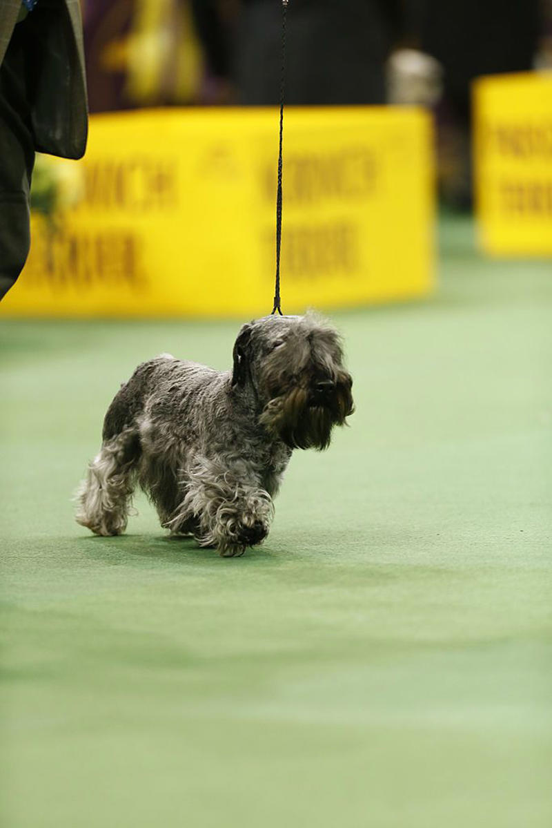 Stabyhoun, Kooikerhondje, Finnish Lapphund, Norwegian Lundehund, Otterhound , Beauceron, Bedlington Terrier, Biewer Terrier, Canaan Dog, Xoloitzcuintli, Cesky Terrier , Dandie Dinmont Terrier , English Foxhound, Estrela Mountain Dog , Finnish Spitz, Hovawart