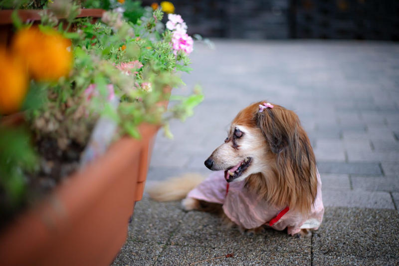 誤飲しやすい犬のタイプや年齢, もしかして、飲み込んじゃった？！ 誤飲の症状, こんなものが危ない！ 誤飲しやすいものランキング, 【第1条】無造作に置かない！, 【第2条】関心を持たせない！, 【第3条】口にしても騒がない！, 【第4条】口から出させる！
