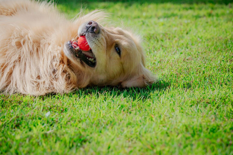 誤飲しやすい犬のタイプや年齢, もしかして、飲み込んじゃった？！ 誤飲の症状, こんなものが危ない！ 誤飲しやすいものランキング, 【第1条】無造作に置かない！, 【第2条】関心を持たせない！, 【第3条】口にしても騒がない！, 【第4条】口から出させる！