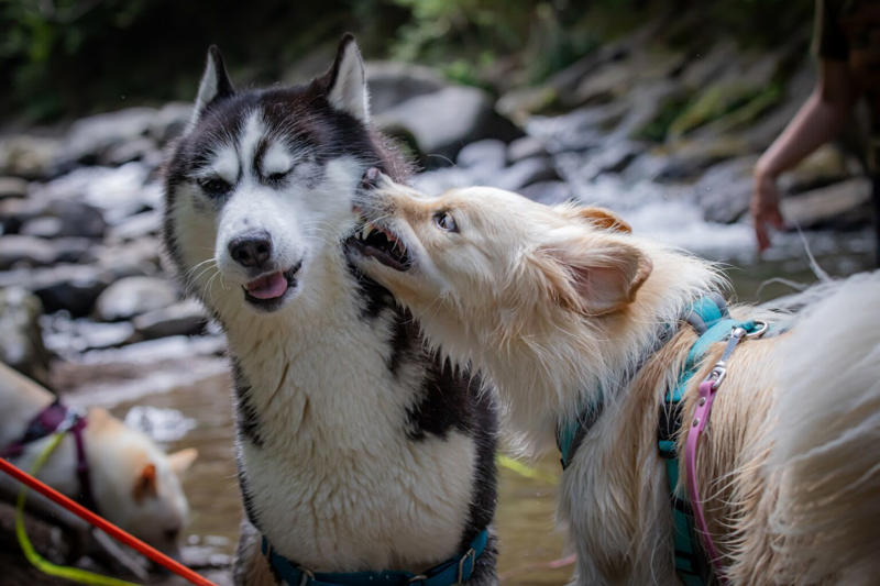 誤飲しやすい犬のタイプや年齢, もしかして、飲み込んじゃった？！ 誤飲の症状, こんなものが危ない！ 誤飲しやすいものランキング, 【第1条】無造作に置かない！, 【第2条】関心を持たせない！, 【第3条】口にしても騒がない！, 【第4条】口から出させる！
