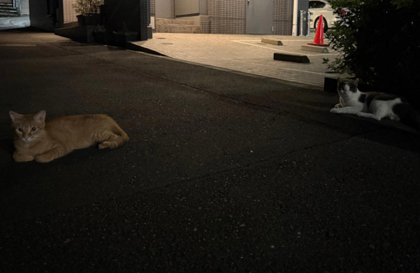 迷い猫に遭遇した時は, 「警戒心が強くて」捕まらない時は, 3ヵ月間は「落し物」, 捕獲機の使い方も置き方もわからなかった
