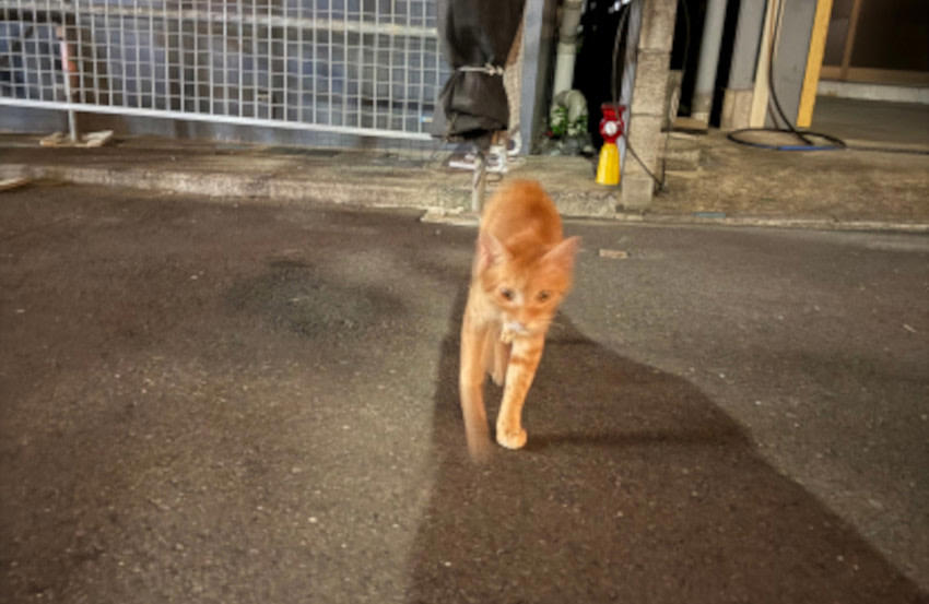 迷い猫に遭遇した時は, 「警戒心が強くて」捕まらない時は, 3ヵ月間は「落し物」, 捕獲機の使い方も置き方もわからなかった