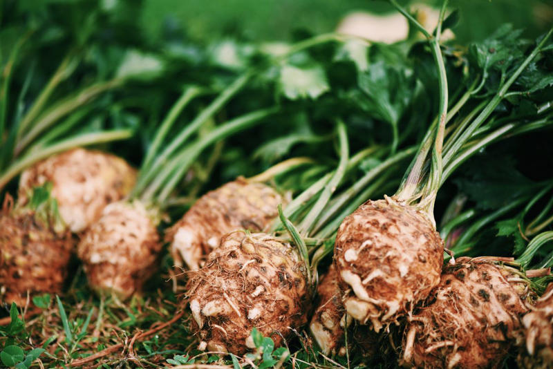 1. Beets, 2. Celeriac/Celery Root, 3. Escarole, 4. Kohlrabi, 5. Parsnips, 6. Rutabaga, 7. Turnips, 8. Winter Squash