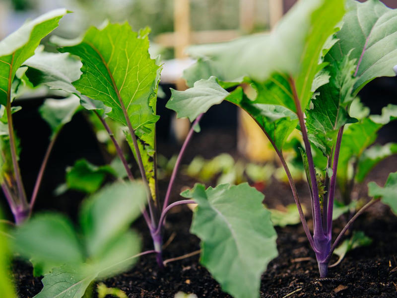 1. Beets, 2. Celeriac/Celery Root, 3. Escarole, 4. Kohlrabi, 5. Parsnips, 6. Rutabaga, 7. Turnips, 8. Winter Squash