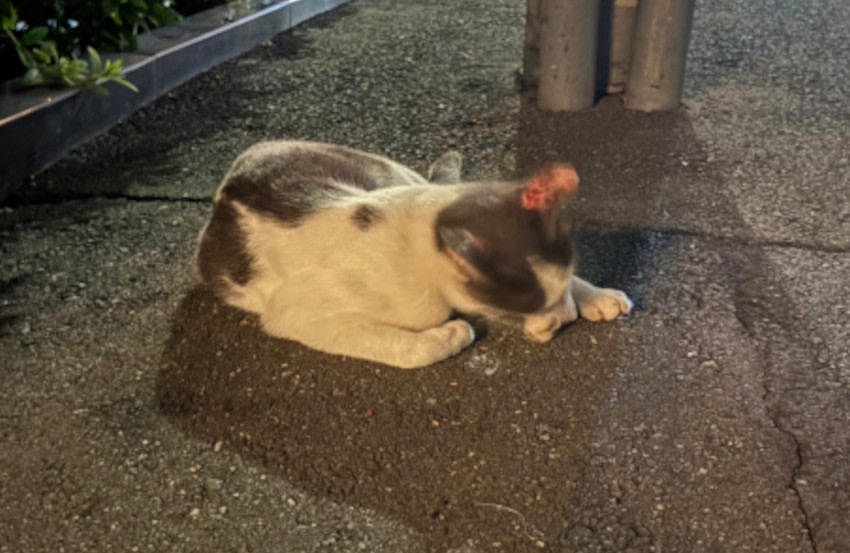 迷い猫に遭遇した時は, 「警戒心が強くて」捕まらない時は, 3ヵ月間は「落し物」, 捕獲機の使い方も置き方もわからなかった