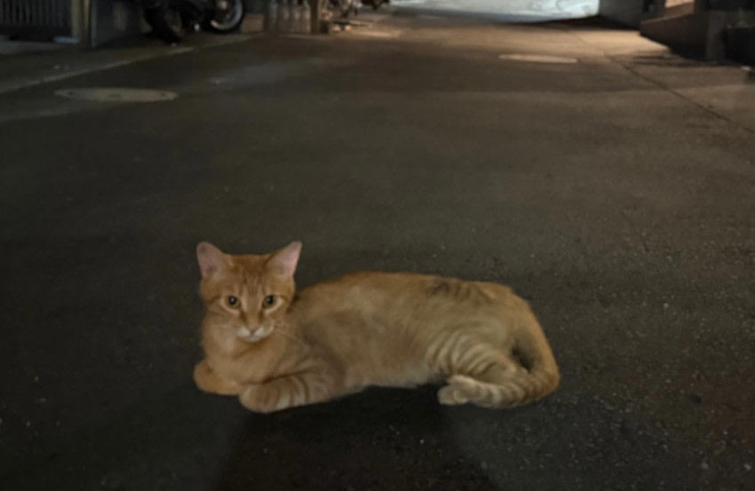 迷い猫に遭遇した時は, 「警戒心が強くて」捕まらない時は, 3ヵ月間は「落し物」, 捕獲機の使い方も置き方もわからなかった