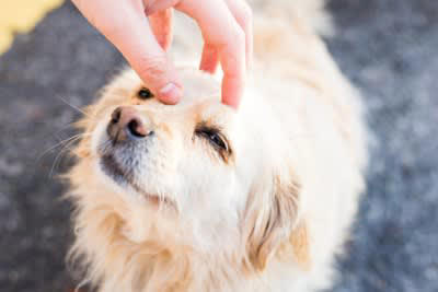 犬が病院に行くことを悟ったときの行動4つ, 3.逃げる、隠れる, 4.パニックになる, 犬をリラックスさせる方法や移動時の注意点