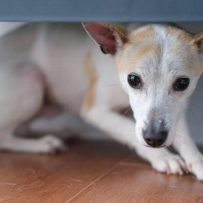 犬が病院に行くことを悟ったときの行動4つ, 3.逃げる、隠れる, 4.パニックになる, 犬をリラックスさせる方法や移動時の注意点