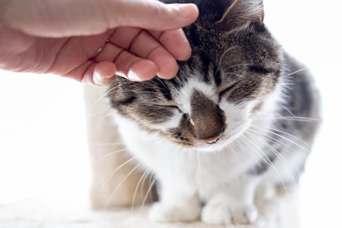 猫が「甘えたい」ときに見せる5つの行動, 1.「すりすり」してくる, 2.「ふみふみ」する, 3.お腹を見せる, 4.しっぽを立てて寄ってくる, 5.喉をゴロゴロ鳴らす, 猫が甘えたくなる心理とは, 猫との絆が深まる応え方
