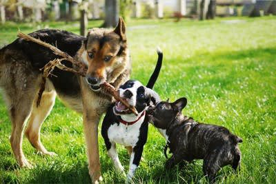犬界でモテる犬に共通する特徴とモテる理由, 1.犬同士のコミュニケーション方法を知っている, 2.穏やかな性格で常に落ち着いていられる, 3.あまり自己主張しない, 4.相手に合わせた対応が取れる, 5.犬本来の自然な体臭, 愛犬を人気者に育てるコツ, 社会化トレーニングを行う, 人工的なニオイの香料を使用しない, 愛犬のお手本は飼い主の行動