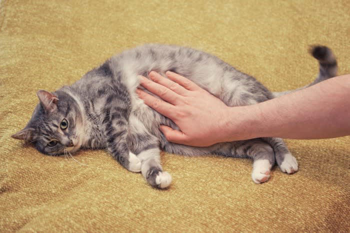 猫が「甘えたい」ときに見せる5つの行動, 1.「すりすり」してくる, 2.「ふみふみ」する, 3.お腹を見せる, 4.しっぽを立てて寄ってくる, 5.喉をゴロゴロ鳴らす, 猫が甘えたくなる心理とは, 猫との絆が深まる応え方
