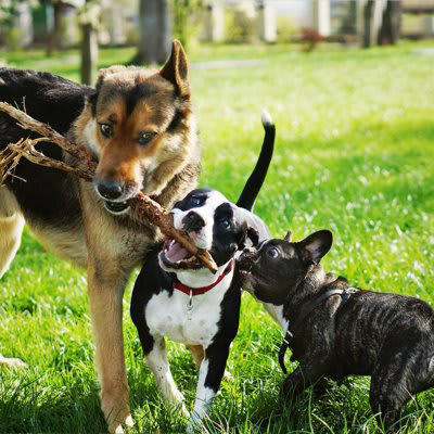 犬界でモテる犬に共通する特徴とモテる理由, 1.犬同士のコミュニケーション方法を知っている, 2.穏やかな性格で常に落ち着いていられる, 3.あまり自己主張しない, 4.相手に合わせた対応が取れる, 5.犬本来の自然な体臭, 愛犬を人気者に育てるコツ, 社会化トレーニングを行う, 人工的なニオイの香料を使用しない, 愛犬のお手本は飼い主の行動
