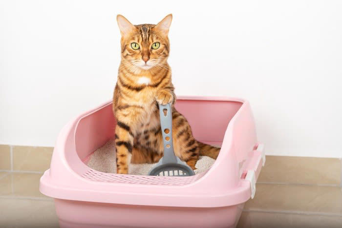 1.排泄物をこまめに取り除く, 2.トイレ本体を定期的に丸洗いする, 3.トイレの砂を定期的に入れ替える, 4.消臭アイテムで臭いを消す