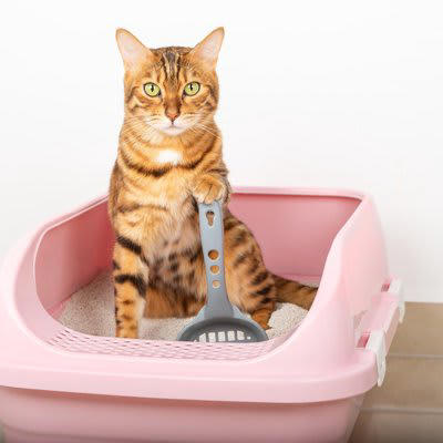 1.排泄物をこまめに取り除く, 2.トイレ本体を定期的に丸洗いする, 3.トイレの砂を定期的に入れ替える, 4.消臭アイテムで臭いを消す