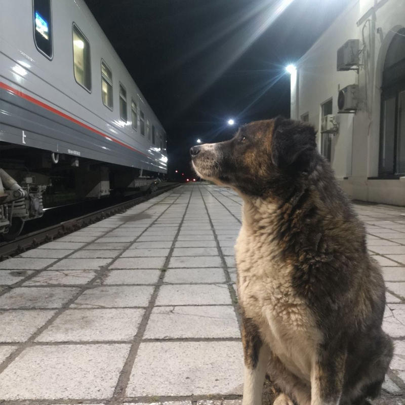 野犬とキス。筆者が取った命知らずな行動,  脳に近いほどヤバイ…。それでも筆者がワクチンを打たなかった理由 , 男性は特に注意。狂犬病「心の死角」を生む構造, 日本の常識は世界の非常識。海外旅行保険の確認は必須, 海外旅行傷害保険の自動付帯で楽天カードに救われた