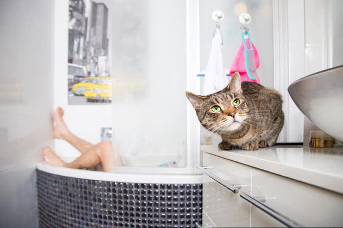 1.いつも飼い主さんといっしょにいたい！, 2.パトロール活動のため, 3.水の音などに好奇心をそそられる, 愛猫の安全を保つうえでの注意点