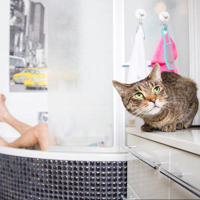 1.いつも飼い主さんといっしょにいたい！, 2.パトロール活動のため, 3.水の音などに好奇心をそそられる, 愛猫の安全を保つうえでの注意点