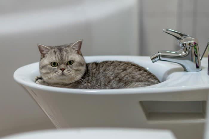 1.いつも飼い主さんといっしょにいたい！, 2.パトロール活動のため, 3.水の音などに好奇心をそそられる, 愛猫の安全を保つうえでの注意点