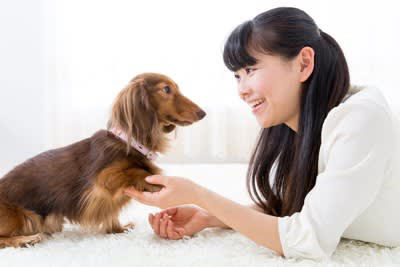 犬が飼い主さんを信用していないときの行動3選, 1.呼んでも無視する, 2.近づくと警戒する, 3.近づくと逃げる・近づいてこない, 犬との信頼関係が崩壊するきっかけとは？, 犬と絆を深める方法