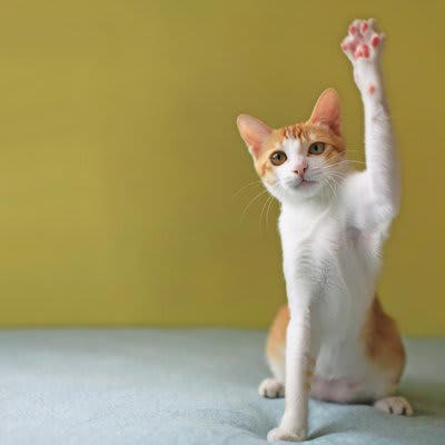 猫の片手上げに隠された4つの心理状態, 1．何かに興味を示している, 2． 軽度の警戒心を抱いている, 3． 飼い主の注意を引きたい, 4． 体に違和感を感じている, 猫の気持ちを読み取るためのコツ