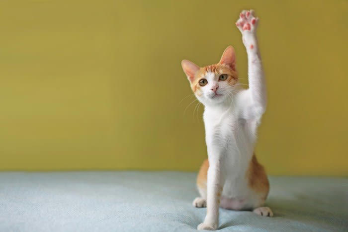 猫の片手上げに隠された4つの心理状態, 1．何かに興味を示している, 2． 軽度の警戒心を抱いている, 3． 飼い主の注意を引きたい, 4． 体に違和感を感じている, 猫の気持ちを読み取るためのコツ