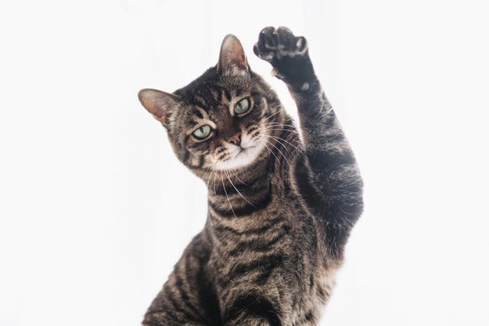 猫の片手上げに隠された4つの心理状態, 1．何かに興味を示している, 2． 軽度の警戒心を抱いている, 3． 飼い主の注意を引きたい, 4． 体に違和感を感じている, 猫の気持ちを読み取るためのコツ