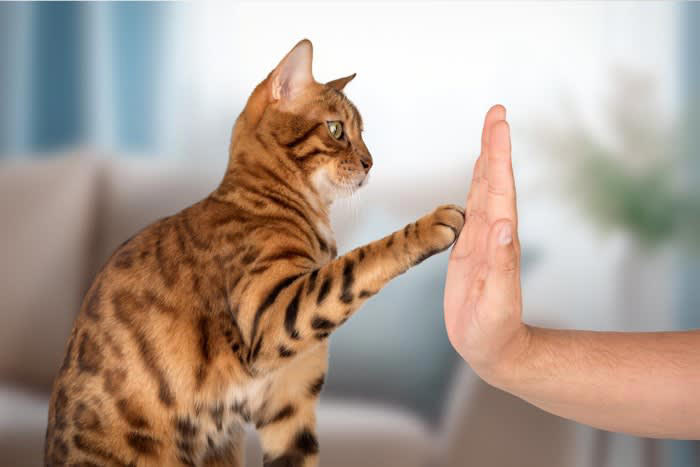 猫の片手上げに隠された4つの心理状態, 1．何かに興味を示している, 2． 軽度の警戒心を抱いている, 3． 飼い主の注意を引きたい, 4． 体に違和感を感じている, 猫の気持ちを読み取るためのコツ