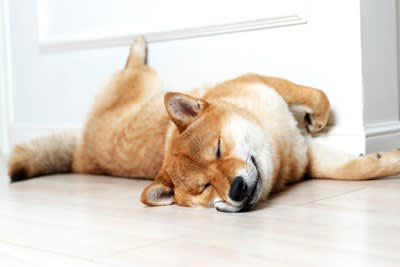 犬が心地よく過ごせる快適な場所の条件, 1.安全であること, 2.薄暗く静かであること, 3.犬にとっての適切な温度と湿度であること, 4.自分または飼い主のニオイが染みついていること, 愛犬がその場所を気に入る理由, 愛犬にとっての快適な環境づくりのコツ