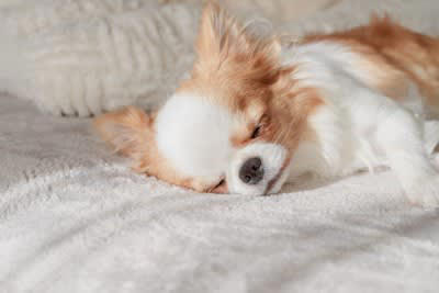 犬に取って負担となる「飼い主のタブー行為」5選, 1.長時間の留守番, 2.不適切な叱り方, 3.コミュニケーション不足, 4.過剰なスキンシップ, 5.不規則な生活習慣, 犬のストレスサインを見逃さない, 犬にストレスを与えない方法