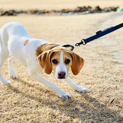 犬に取って負担となる「飼い主のタブー行為」5選, 1.長時間の留守番, 2.不適切な叱り方, 3.コミュニケーション不足, 4.過剰なスキンシップ, 5.不規則な生活習慣, 犬のストレスサインを見逃さない, 犬にストレスを与えない方法