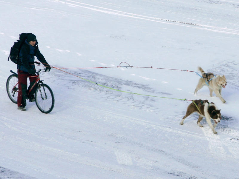 Others rely on four-legged neighbors for transportation. Svalbard was founded as a hunting and fishing base., Longyearbyen was established as a mining town., Today, the town attracts tourism and scientific research., The doomsday seed vault is home to over a million different seeds., Polar bears act as extra protectors of the world's seeds., Students in the region don't get an average city education., The town even has a public free university., There are plenty of activities to enjoy in the world's northernmost town., Besides, they can also explore their extreme nature surroundings., The town is a great location for watching lunar events., Others rely on four-legged neighbors for transportation., The town is also home to the world's northernmost hotel.