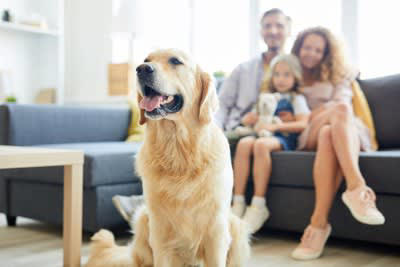 ️犬が尊敬している人に見せるサイン, アイコンタクトが取れる, お尻をくっつける, ️あなたは大丈夫？犬からの信頼チェックポイント, 指示に従ってくれるか？, 体を触らせてくれる, あくびはうつるか？, ️犬に幻滅されない飼い主になるために, 毅然とした態度をとる, ブレない軸で接する, 適度な距離感を保つ