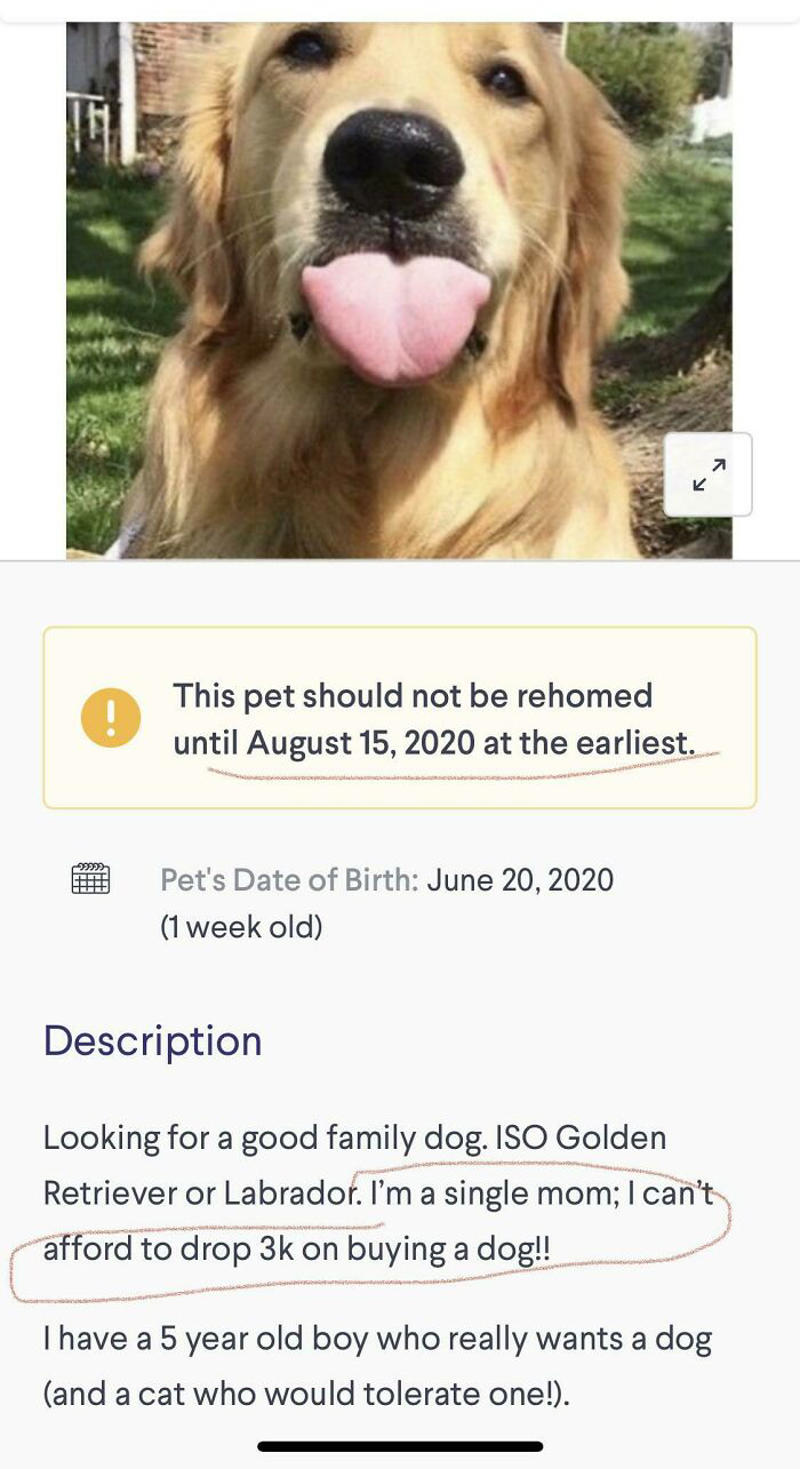#23 I Can’t Afford A 3k Dog, So Just Give Me One For Free #1 Also What Color Would You Like Your Dog To Be?, #7 Free Dog On Buy Sell Trade Post, #11 There Was A Reward For A Lost Cat, #17 Anti-Vax Dog Mom Looking For A Groomer, #21 Even Dogs Have Standards That Must Be Met
