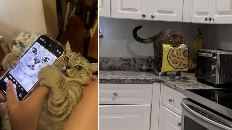 Look at me, Busy in the kitchen, A sweet sixteen, A disguise, Just hanging out, A cat or a car?, Nothing to see here, Feeling sneaky, Selfie time, Waiting to go, Someone help him, Being carried away, Using the armrest properly, True betrayal, Dinner and a show, Friends helping friends, Who's there?, Long day