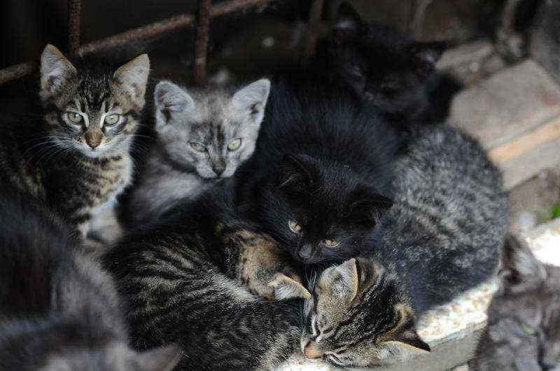 動物ボランティアが起こした2大事件, 「神ボラ」と頼られたことに酔ってしまう, 行政の問題も大きい, 「殺処分ゼロ」がもたらす闇
