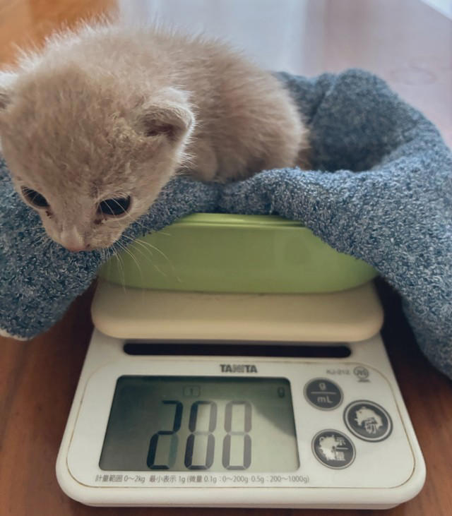 声をかけてきたのは、いつも人を避けていた猫だった, ヒーローのように現れた大家さん, 母猫は戻らず、保護へ, 猫に導かれるように“再びバズり”, 広がる感謝と安堵の声