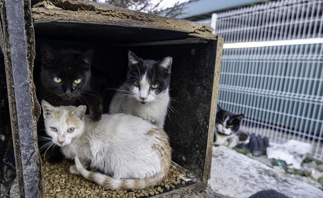 動物ボランティアが起こした2大事件, 「神ボラ」と頼られたことに酔ってしまう, 行政の問題も大きい, 「殺処分ゼロ」がもたらす闇