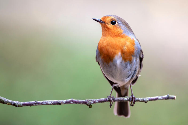 Clear with care, Create piles, Support visiting birds, Mow fallen leaves, Use leaves as mulch, Make leaf mould, Make use of fallen branches, And finally…