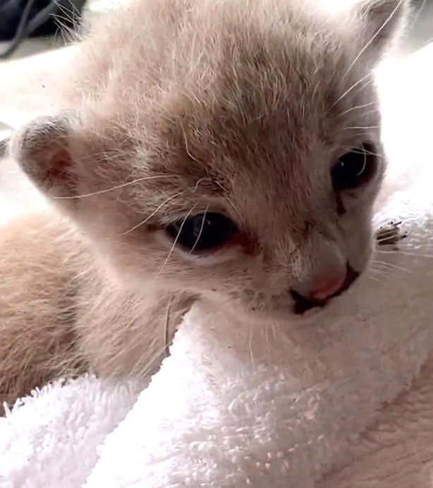 声をかけてきたのは、いつも人を避けていた猫だった, ヒーローのように現れた大家さん, 母猫は戻らず、保護へ, 猫に導かれるように“再びバズり”, 広がる感謝と安堵の声