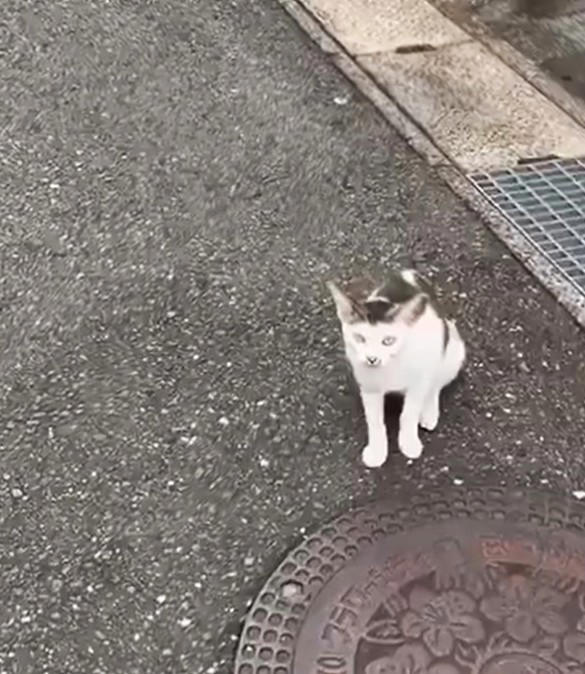 声をかけてきたのは、いつも人を避けていた猫だった, ヒーローのように現れた大家さん, 母猫は戻らず、保護へ, 猫に導かれるように“再びバズり”, 広がる感謝と安堵の声