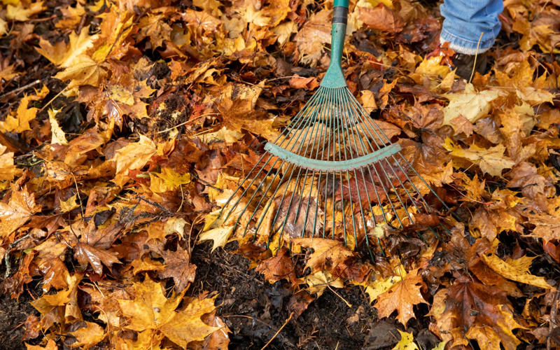 Clear with care, Create piles, Support visiting birds, Mow fallen leaves, Use leaves as mulch, Make leaf mould, Make use of fallen branches, And finally…