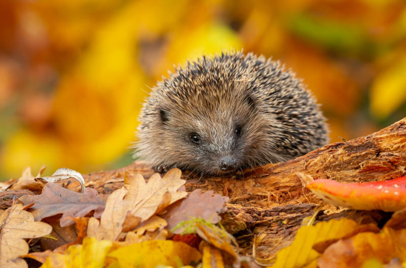 Clear with care, Create piles, Support visiting birds, Mow fallen leaves, Use leaves as mulch, Make leaf mould, Make use of fallen branches, And finally…