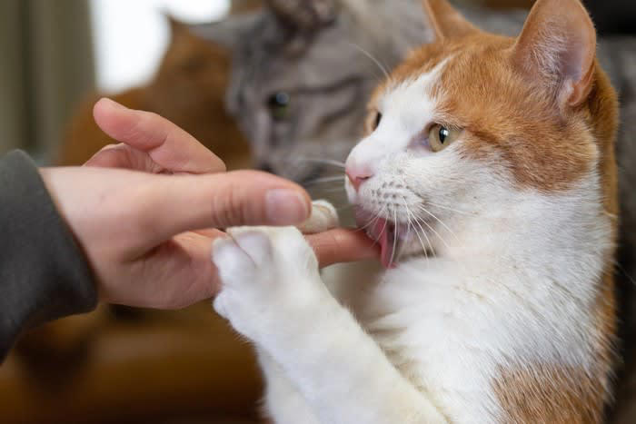 猫が『飼い主を舐めてくる』理由とは？, 1.飼い主への愛情表現, 2.匂いを自分のものにするマーキング, 3.ストレス発散や安心を求める行動, 舐める部位によって違う猫の気持ち